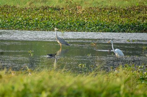 wetlands waterbird census